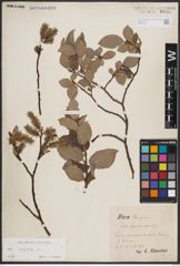 Foto von Salix caprea L.
